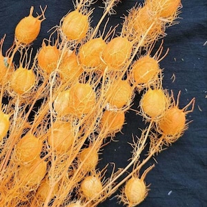10\15\20 Tige de nigelle séchée orange, gousses de fleurs de nigelle naturelles, paquet de plantes de nigelle séchées. remplissage pour vases, arrangement de fleurs séchées