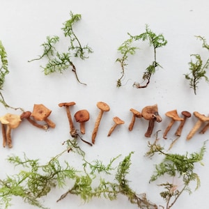 Dried mushrooms, Mini mushrooms, Small fungus, Tiny mushrooms ,Moss mushrooms for Resin jewelry,