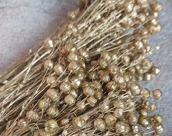 Dried Gold Linum Bunch: Natural Flax Bouquet (25 Stems)