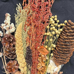 Könnte beinhalten: Eine Sammlung getrockneter Naturelemente, darunter Tannenzapfen, Walnüsse, Samen und verschiedene Arten von getrockneten Gräsern und Blumen. Die Farbpalette umfasst Braun-, Beige-, Rot- und Gelbtöne und erzeugt eine rustikale und organische Ästhetik.