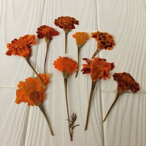 Calêndula prensada, flores prensadas, arte floral seca, flor para artesanato em resina, fabricação de cartões, flor seca, flor seca para resina, flores secas reais