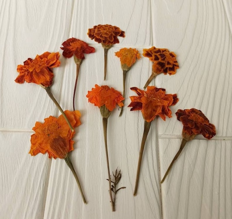 May include: Dried orange marigold flowers with stems on a white wooden background.