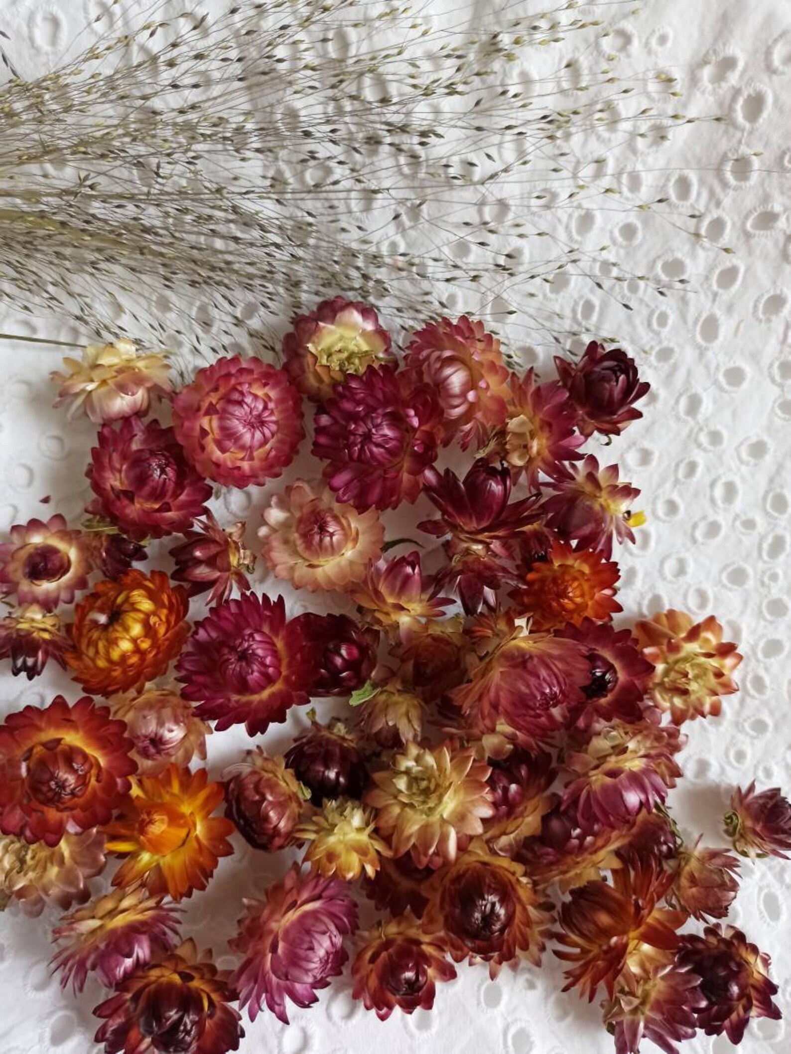 Dried Strawflower Headshelichrysum Flowerssmall Dried Etsy