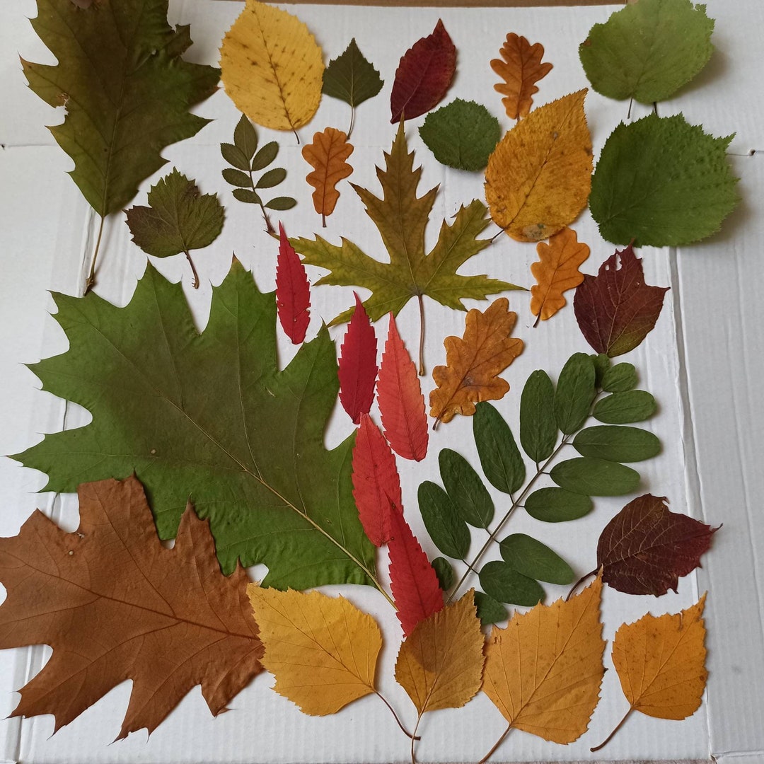 Real Dried Fall Leaves, Herbarium Material, Botanical Crafts - Etsy