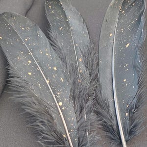 Piuma nera con motivo dipinto in oro, 14-20 cm