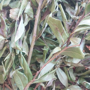 100g Organic Dried Willow,Dried Wreaths Willow for Rabbits, Rabbit Treats Active, Dried willow Branch,Natural Rabbit Chew,Willow for Rabbits
