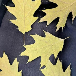 May include: Four yellow-brown oak leaves with jagged edges are arranged on a black background. The leaves are slightly translucent, showing the texture of the fabric beneath them.