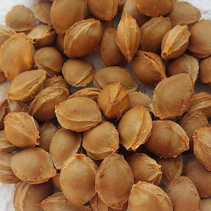 Op de afbeelding: Een stapel lichtbruine abrikozenpitten, sommige opengespleten, op een wit oppervlak. De pitten hebben een textuur en een ovale vorm. De afbeelding is een close-up van de pitten.