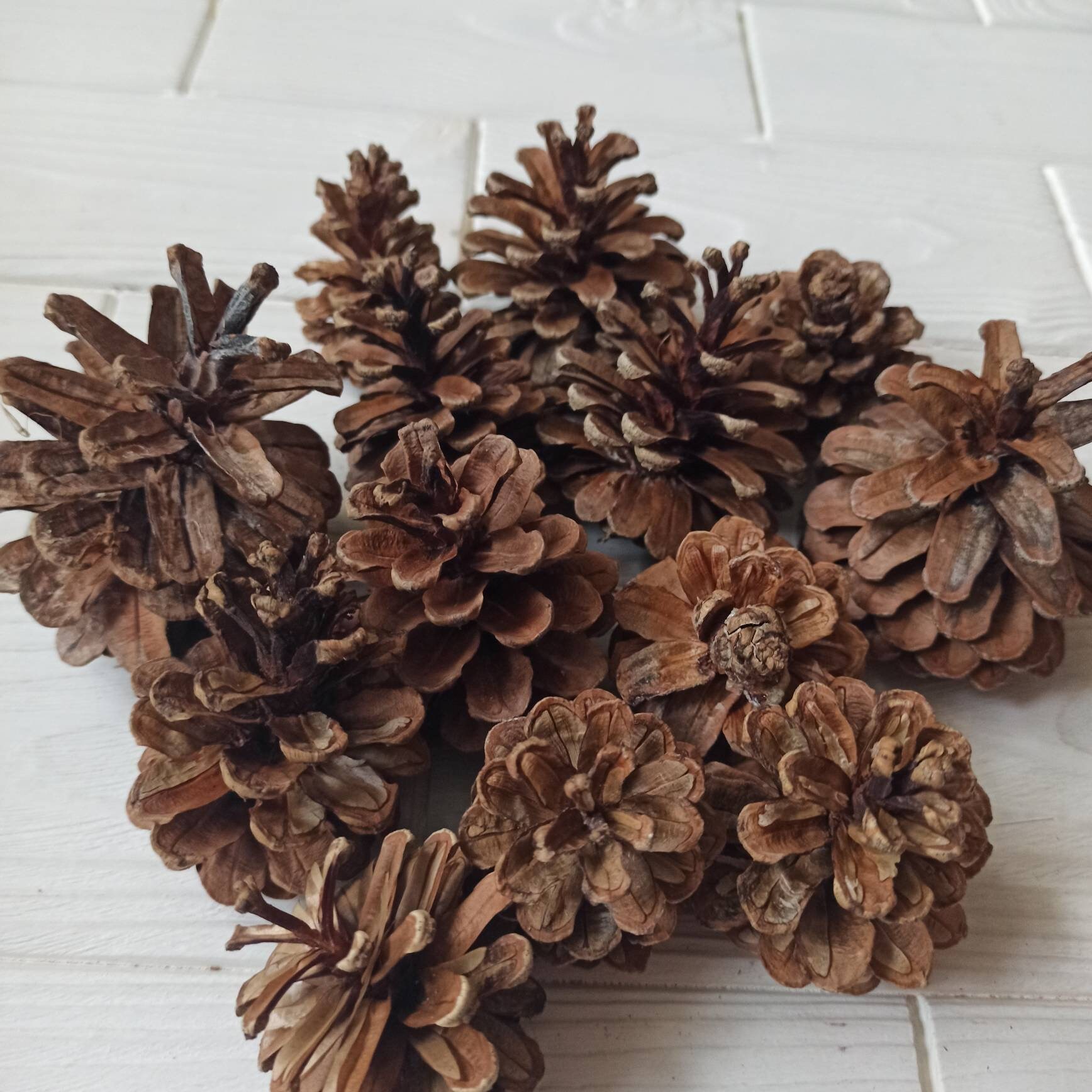 50 Natural Pine Cones for Bunny Rabbits, Chinchillas and Small Animals