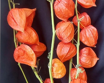 5 stems Natural physalis. dried flowers Branches of a bouquet of physalis. Chinese lantern Natural stems.Dried Chinese Lantern Pods.