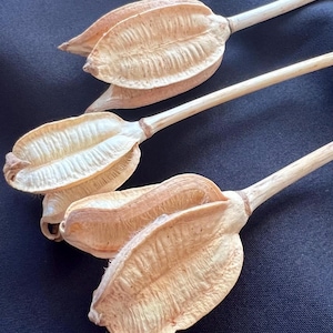BAKULI PODS - Getrocknete organische Naturschoten für Potpourri, umweltfreundliche Vasenfüller, Herbstdekoration, rustikale Hochzeits- und Weihnachtskränze