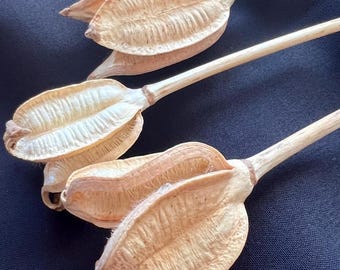 Dried Bakuli Pods: Natural Potpourri Filler, Rustic Wedding Decor