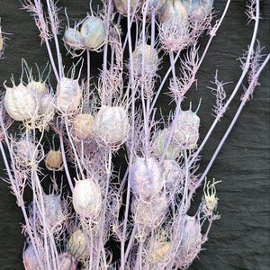 10\15\20 brins de nigelle violette. Cosses de fleurs de nigelle naturelles, bouquet de nigelles séchées. remplissage pour vases, arrangement de fleurs séchées