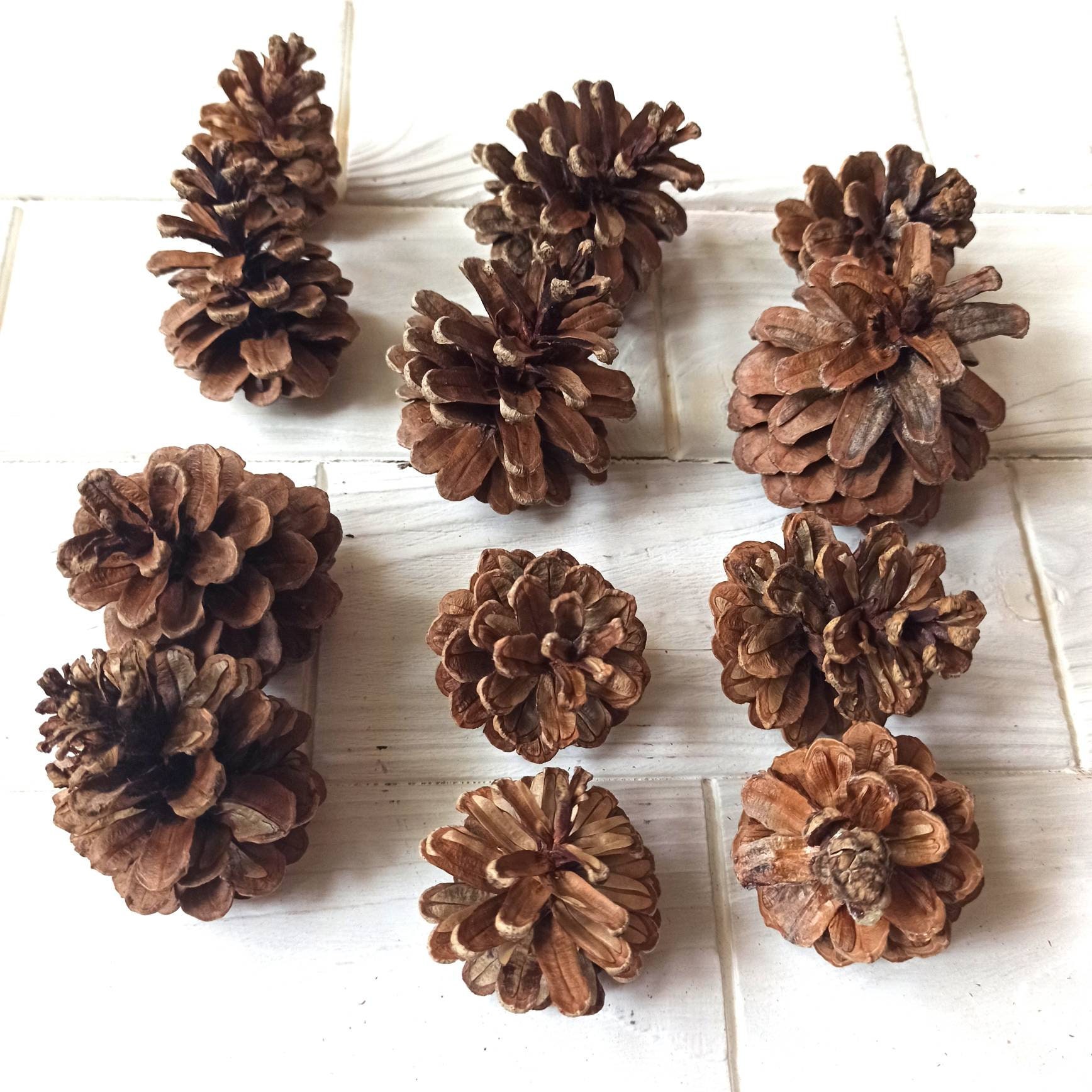 50 Natural Pine Cones for Bunny Rabbits, Chinchillas and Small Animals
