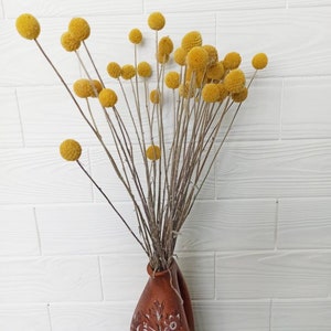 Op de afbeelding: Een boeket gedroogde gele billy balls gerangschikt in een bruine keramische vaas met een bloemenmotief. De vaas heeft twee handvatten.