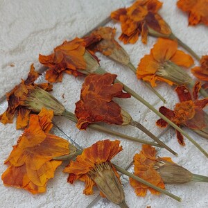 May include: Dried orange marigold flowers with brown stems on a white tiled surface.