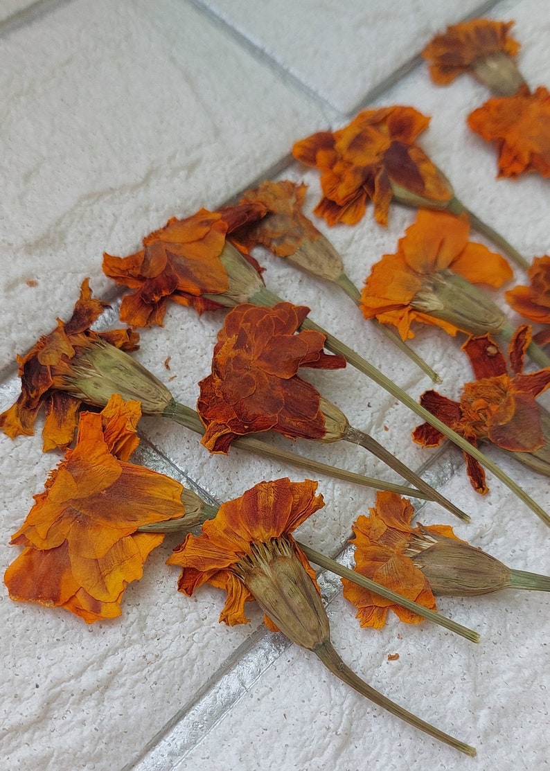 May include: Dried orange marigold flowers with brown stems on a white tiled surface.