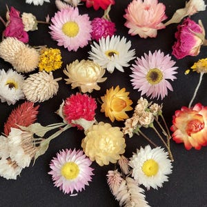 50 stuks gedroogde kleine bloemen voor hars, kleine bloemen voor harssieraden, harsvoorraad minituin, minibloemenmix voor hars