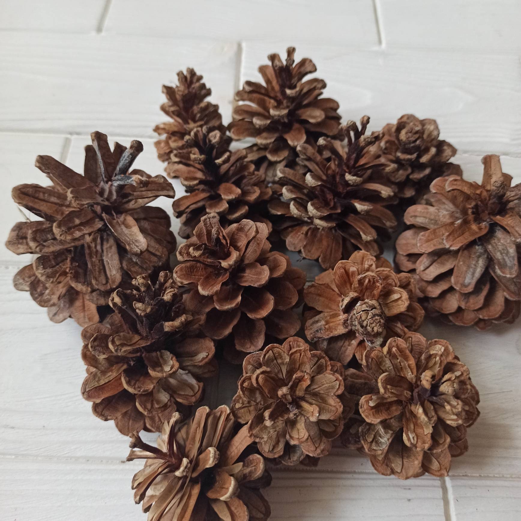 50 Natural Pine Cones for Bunny Rabbits, Chinchillas and Small Animals