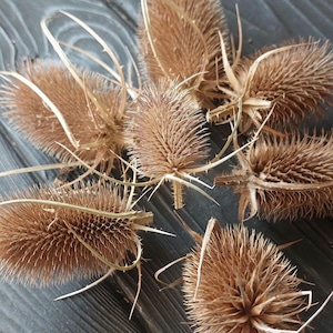 20 flores de cardos secos auténticos, flores preservadas, artículos florales, ramo de flores secas, decoración natural, artesanías naturales, decoración rústica