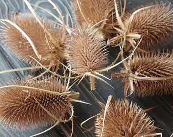 Puede incluir: Un grupo de siete cabezas de cardo secas con tallos marrones espinosos y un color marrón claro. Los cardos están dispuestos sobre una superficie de madera oscura.