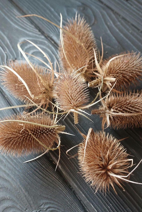 20 getrocknete Disteln: Natürliches rustikales Blumendekor