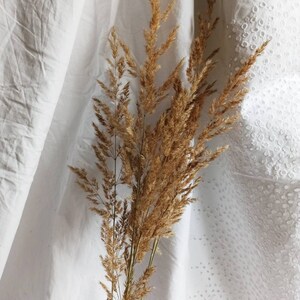 10 Large Dry Reed grass,fall floral decor,Dried flowers,Dry Flowers,Pampas Grass,Weddings,fall floristic decor,Dry Flower arrangement