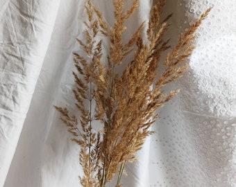 10 Große Trockengras, Herbstblumen, Trockenblumen, Pampasgras, Hochzeiten, floristische Herbstdekoration