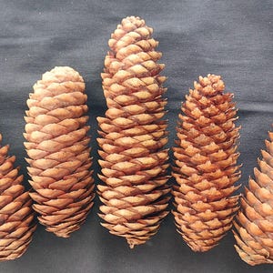 20 Natural Pine Cones.Dried Natural Pine Cones for DIY Crafts, Wedding Decor, Flower Projects, Christmas Decorations.