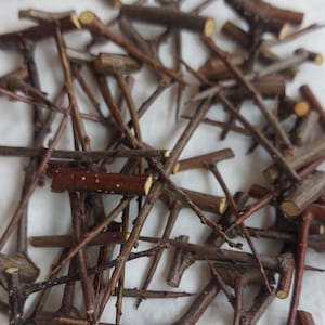 工芸品用のサンザシの棘/不死の象徴、乾燥した棘、枝のとげのある部分、天然素材、異教の木、工芸品の装飾