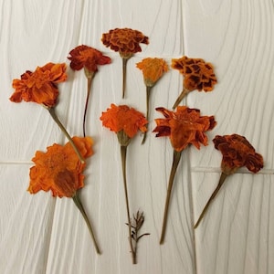 May include: Nine dried orange marigold flowers with stems arranged in a circle on a white wooden surface.