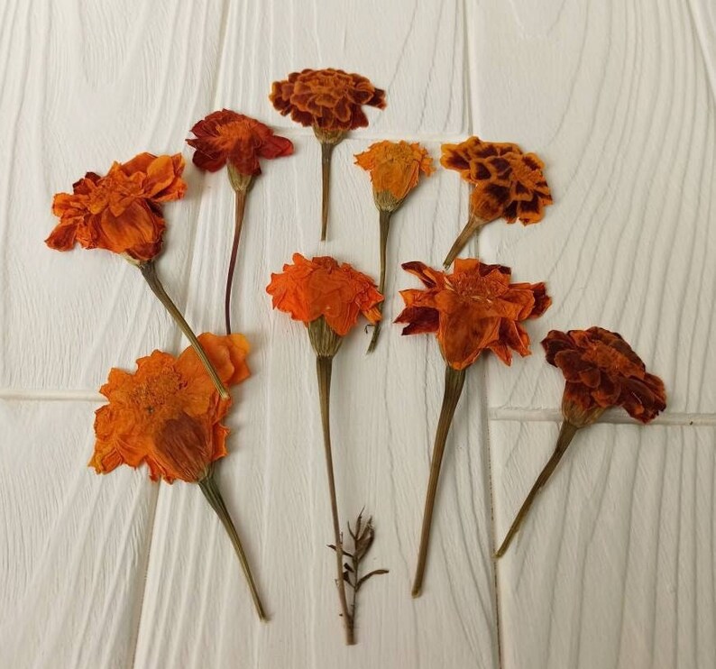 May include: Nine dried orange marigold flowers with stems arranged in a circle on a white wooden surface.