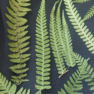 May include: A collection of seven green fern fronds arranged on a dark blue background.