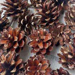 50 Natural Pine Cones for Bunny Rabbits, Chinchillas and Small Animals. Rabbit Chinchilla Chew Toys