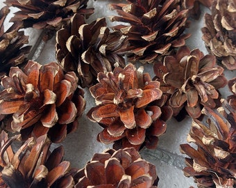 50 Natural Pine Cones: Rabbit & Chinchilla Chew Toys (2-3 inch)
