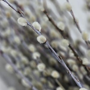 Puede incluir: Un ramo de ramas de sauce con brotes blancos y peludos. Las ramas son de color marrón claro y los brotes son suaves y esponjosos.