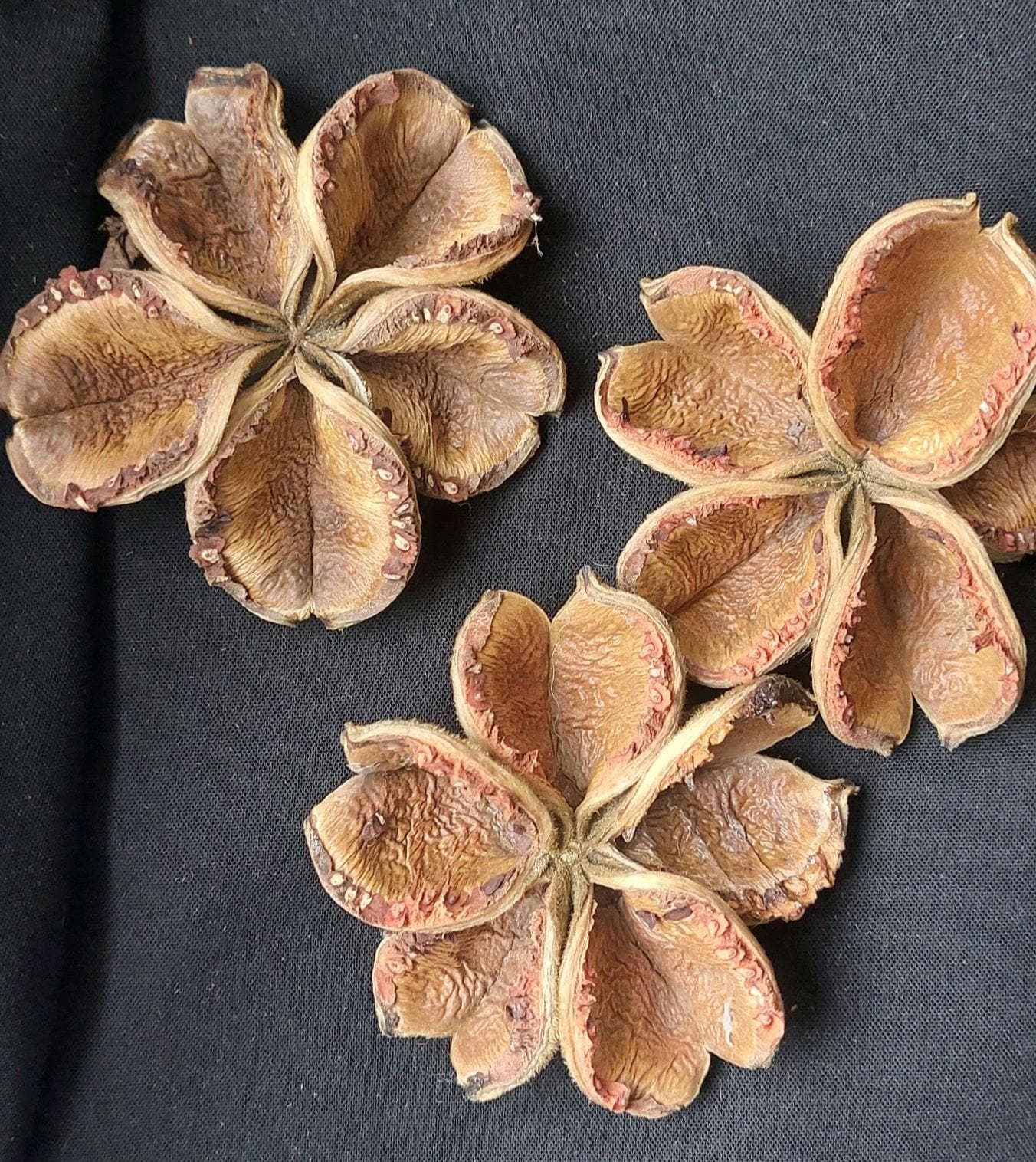 Land Lotus Flowers.dried seed pods for bouquets.dried seed pods for decor.dried seed pods for Decorating.Seedpod
