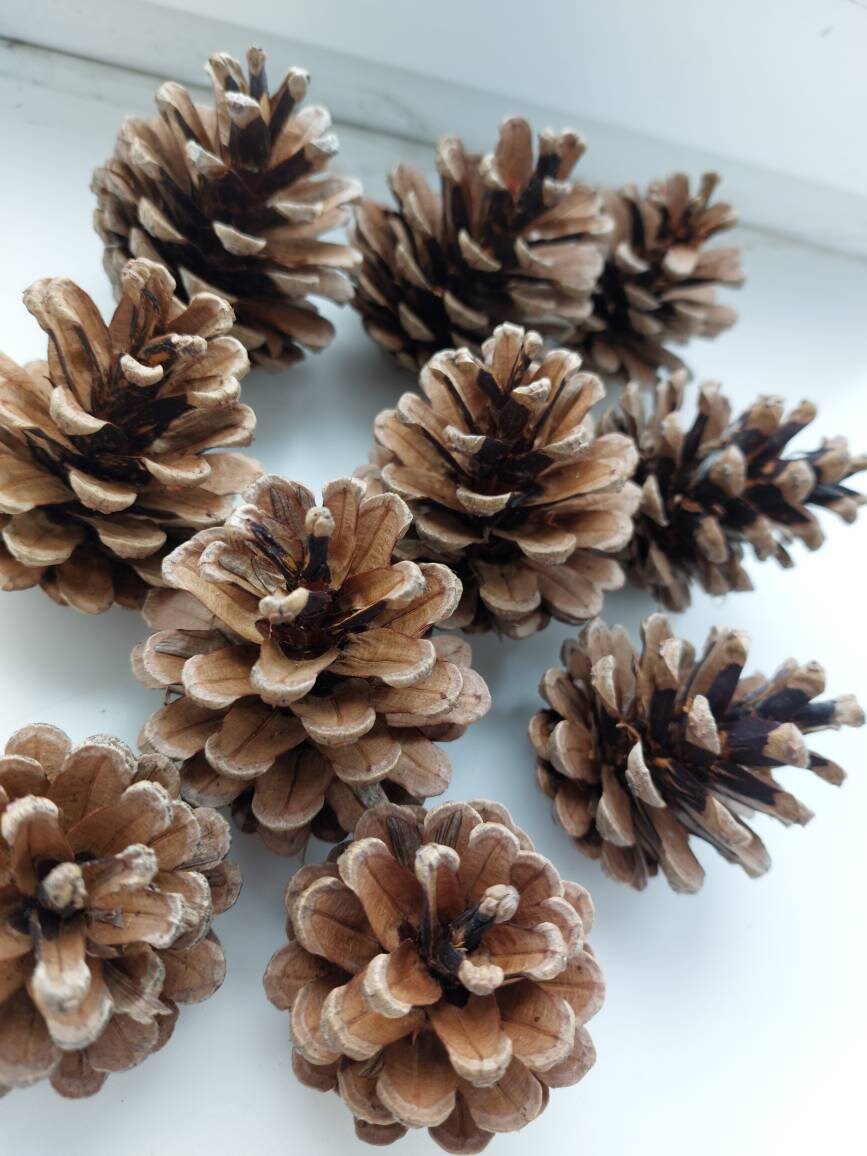Winter Spice 3 x Bags 500g Christmas Scented Pine Cones 
