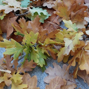 May include: A collection of dried oak leaves in various shades of brown, yellow, and green. The leaves are arranged in a random pattern on a textured surface.