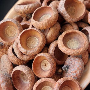 300 grote eikeldoppen, echte gedroogde eikeldoppen, eikels voor handwerk, rode eiken eikeldoppen, herfstdecor