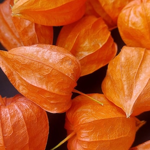 Könnte beinhalten: Eine Gruppe von orangefarbenen, papierartigen Fruchtkapseln, auch bekannt als Chinesische Laternen, liegen auf einer schwarzen Oberfläche. Die Kapseln sind zart und haben eine strukturierte Oberfläche.