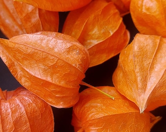 100 Dried Chinese Lanterns: Natural Physalis Pods, DIY Floral Decor