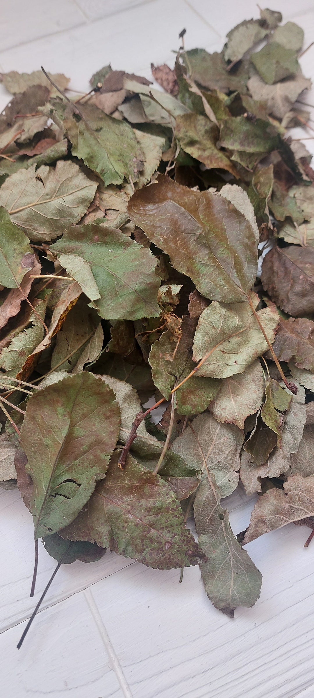 Dried Apple Leaves dry Apple Leaves From the Mountain Area Etsy