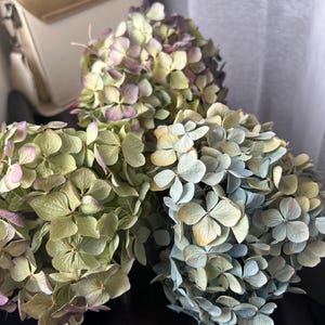5 têtes d'hortensia séchées vert basilic, composition florale
