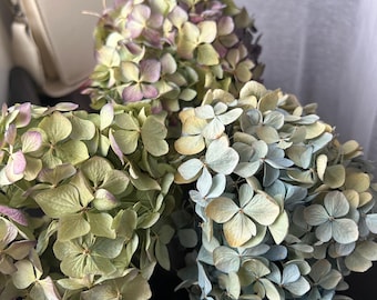 5 hortensias secas de color verde albahaca, arreglo floral