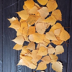 SET 50 Birch leaves. Dried yellow small leaves, Botanical material for crafts, teaching