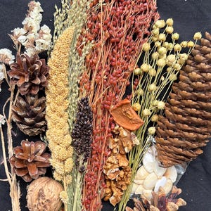 May include: An assortment of dried natural elements, including pine cones, walnuts, seeds, and various grains and grasses in shades of brown, red, and beige. The arrangement is set against a black background, creating a rustic, earthy aesthetic.