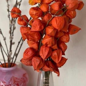 May include: A display of bright orange Chinese lantern flowers in a clear glass vase, secured with twine. The flowers have a distinctive, papery texture. In the background, a pink vase with a decorative pattern and branches with small buds.