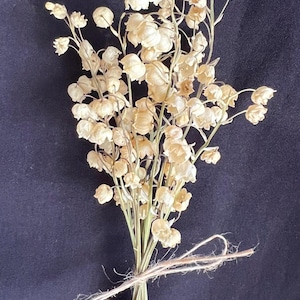 10 pcs Dried lily of the stem,white cream brown green,mini flowers,small flowers,White dry flowers,dry flower supply,epoxy resin supply