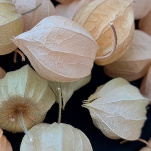 Getrocknete weiße Physalis, getrocknete chinesische Laternenhülsen, Physalis Schoten, Herbst Dekor, Halloween Dekor, Physalis Laterne.Chinesische Laterne